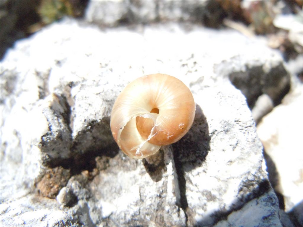 Guscio dall''Abruzzo